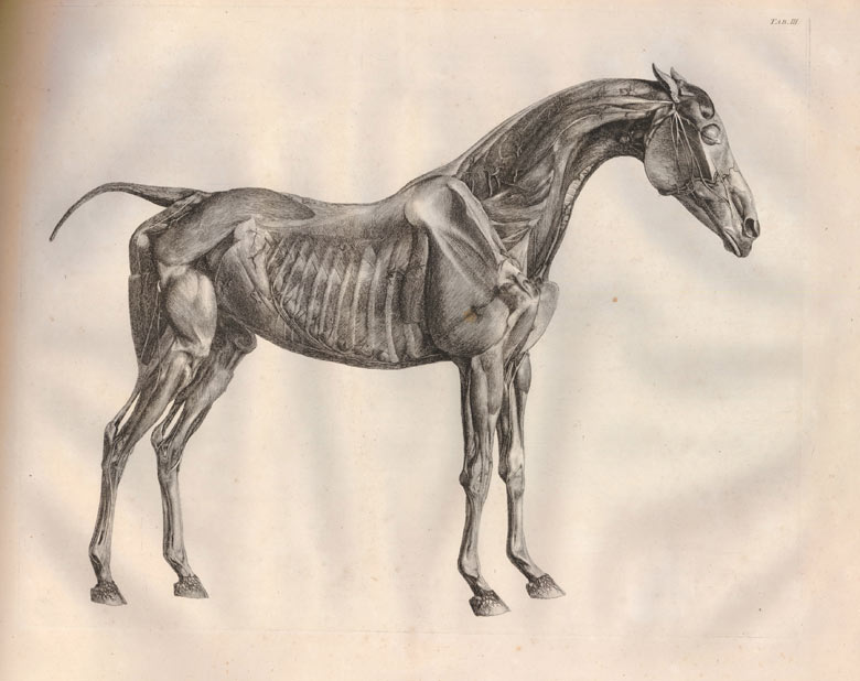Under the skin of George Stubbs's The Anatomy of the Horse | Art and
