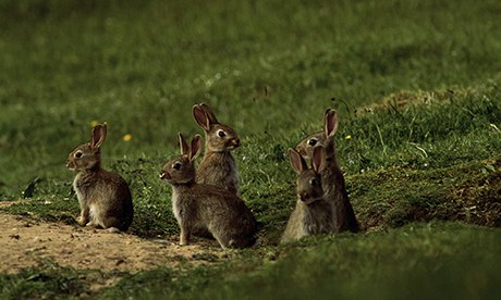 Young rabbits