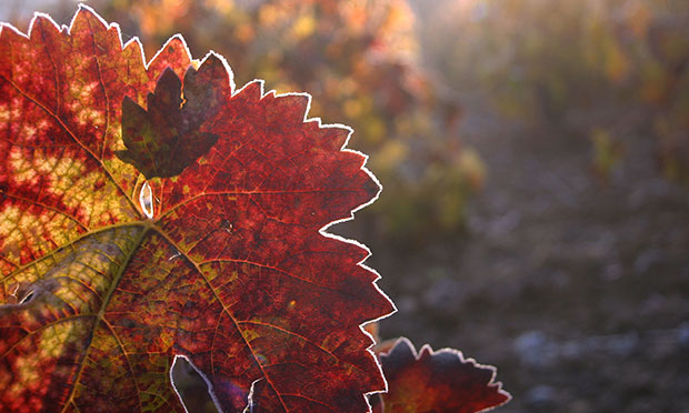 Poem of the week: To Autumn by John Keats