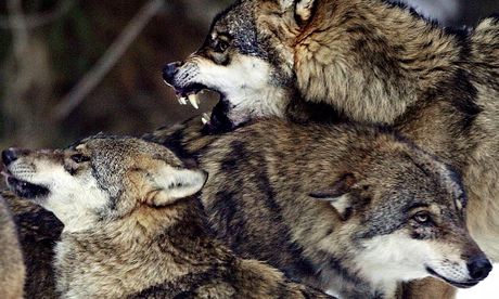 To match feature Sport Olympics Wolves