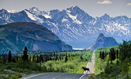 Alaska. Cow Moose (Alces alces gigas) crosses the Glenn Highway with Chugach Mountains beyond.