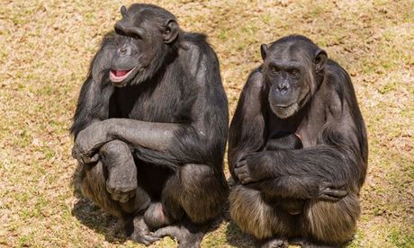 Male adult chimps sitting next to a female chim carrying its baby