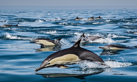 Thousands Of Migrating Dolphins Photographed Off South African Coast