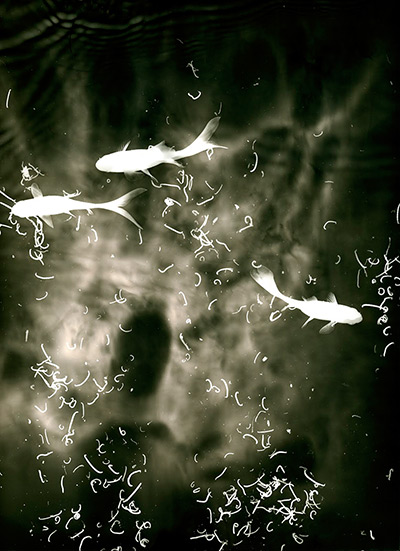 Photography competition: silhouettes of fish feeding on bloodworm