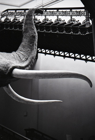 Photography competition: woolly mammoth in stairwell at Museum für Naturkunde in Berlin