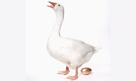 pigeon goose goose duck