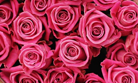 Roses