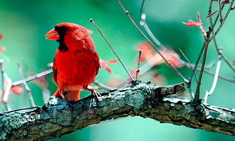 Redbird