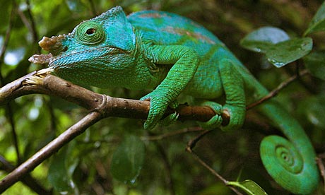 Chameleon