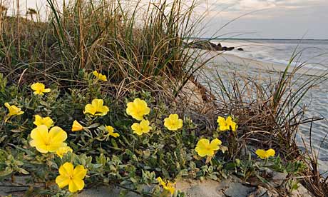 Primrose