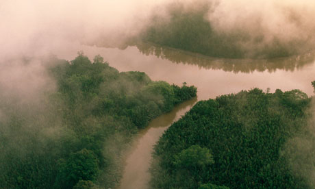 Mangrove