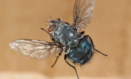 Bluebottle 