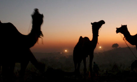 Camels by moonlight