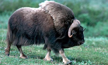 Musk-ox