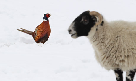UK snow