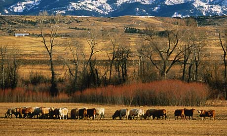 Cattle in Montana