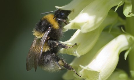 A bee on a straw foxglove