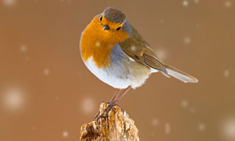 Robin