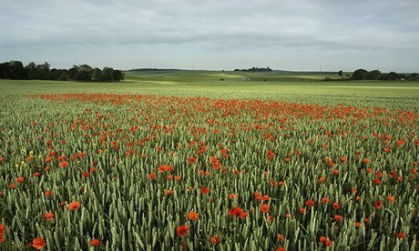 Somme poppies