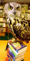 Owl on Harry Potter books