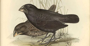 Galapagos finches