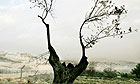 Olive tree in Palestine West Bank next to Israel fence