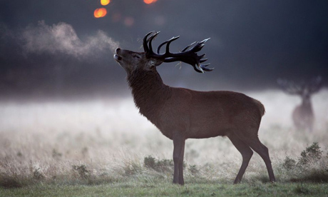 Red deer stag in Richmond Park