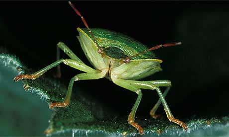 Emerald shield bug