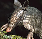 Armadillo