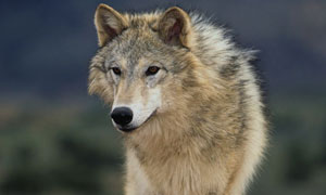 Grey wolf
