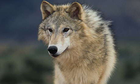 Wolf on Grey Wolf In Utah  Usa  Photograph  John Conrad Corbis