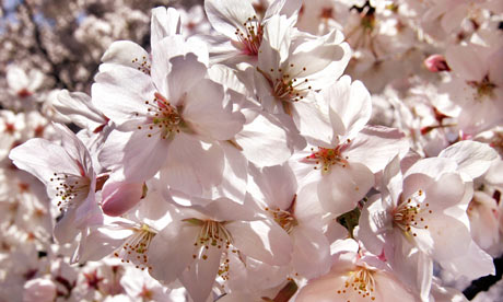 Cherry blossoms are in full bloom in Tokyo