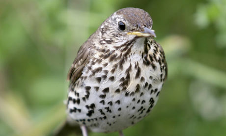 A song thrush