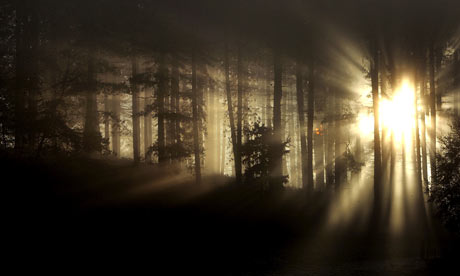 Fog in the countryside