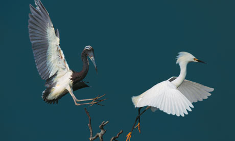 egrets from Waterbirds by theodore cross