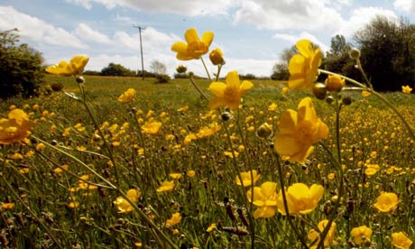 Buttercups