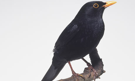 Black Birds on Stumped  Pesky Blackbirds And Useful Coffee Grounds   Lia Leendertz