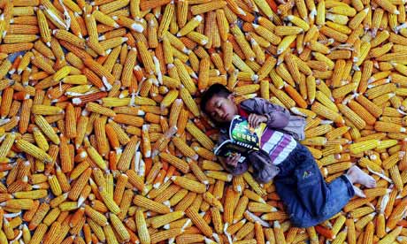 A child reads a book in a pile of corn in China's Guizhou province