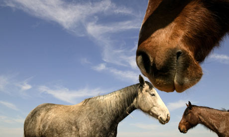 Horses