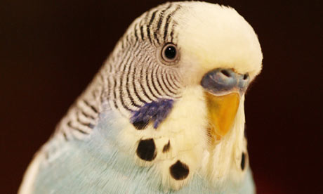 Budgie