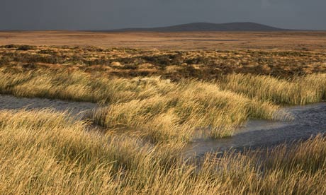 Bog