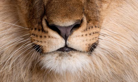 Lion's nose 
