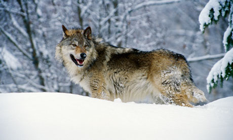 Gray wolf in snow, Montana, USA