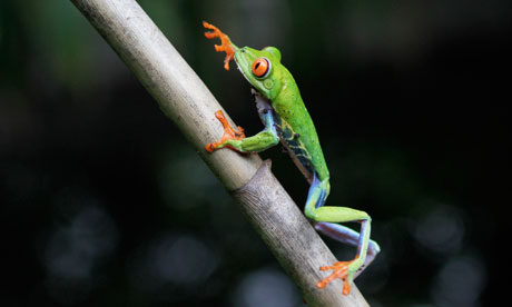 A red-eyed tree frog climbs a branch