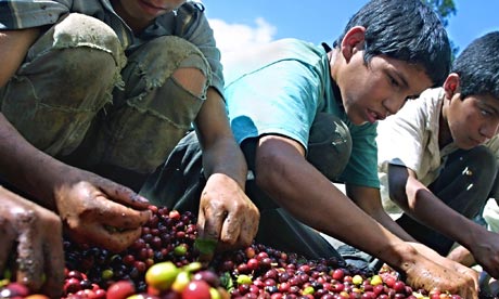 coffee honduras