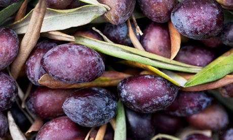 The olive harvest