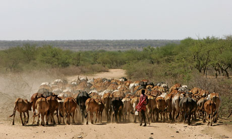 cattle kenya