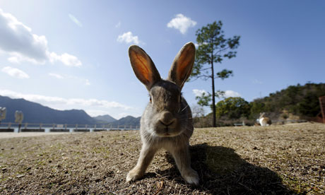 Rabbit