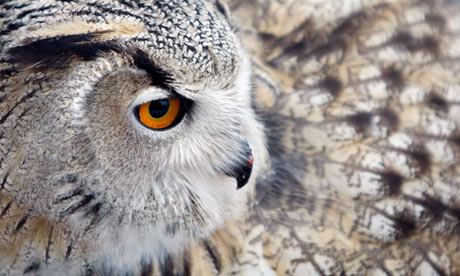 An eagle owl