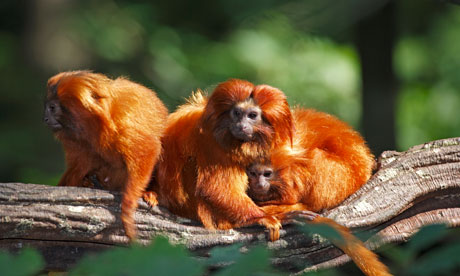 A family of golden lion marmosets